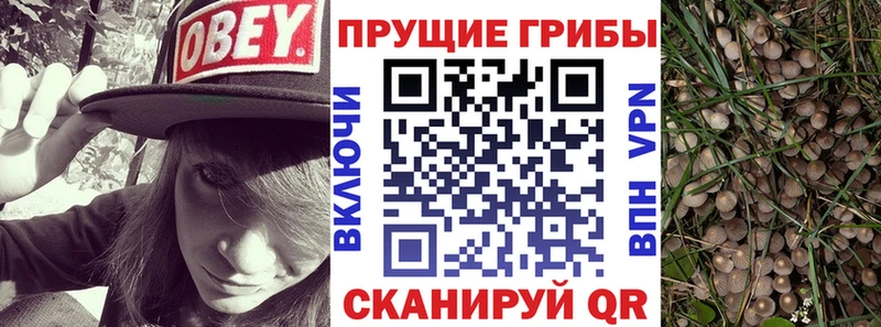 продажа наркотиков  Аргун  Псилоцибиновые грибы прущие грибы 